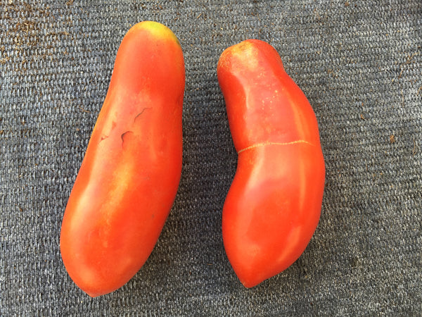 Tomate San marzano (plant)