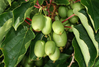 Kiwi Issai
