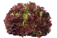 Salade Lollo (planton)