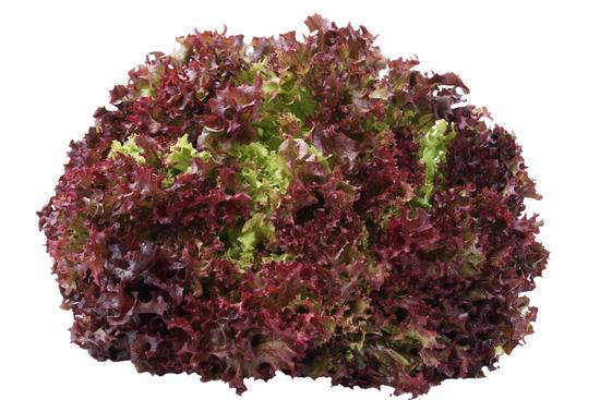Salade Lollo (planton)