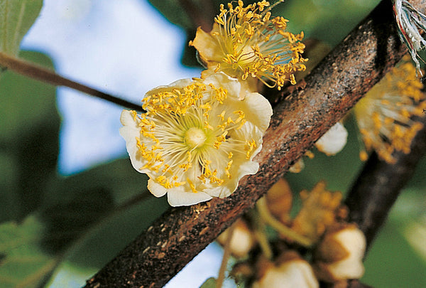 Matua (kiwi)