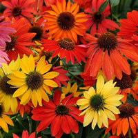 Rudbeckia pourpre 'Cheyenne Spirit'
