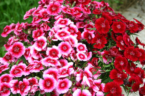 Dianthus Oeillet de poète