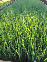 Poireau (planton)