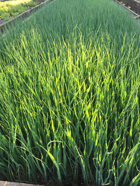 Poireau (planton)