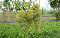 Vigne robuste EXCELSIOR