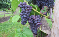 Vigne robuste Sweety