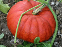 Courge vif d'étampes (plant)