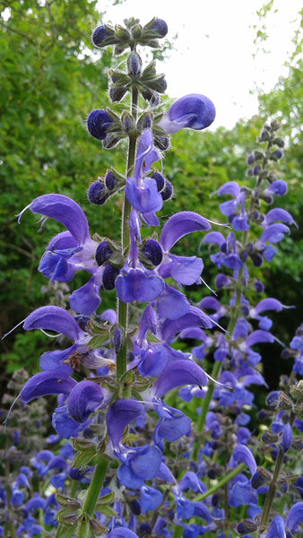 Sauge Salvia