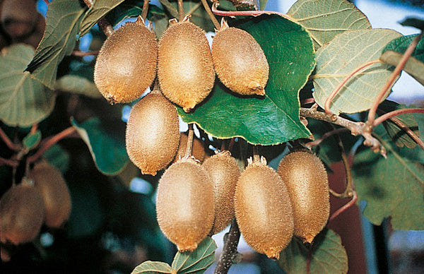 Kiwi STARELLA femelle