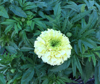Tagète pompon