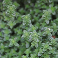 Thym citron