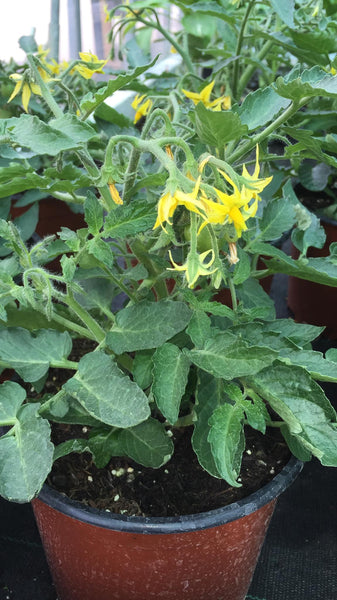 Tomates en pot