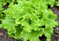 Salade Batavia (planton)