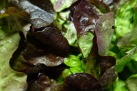 Salade Feuille de chêne verte et rouge