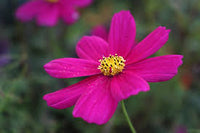 Cosmos haute