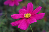 Cosmos