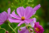 Cosmos haute