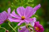 Cosmos haute