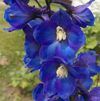 Delphinium bleu - pied d'alouette