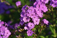 Phlox paniculata violet