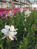Gaura lin blanc