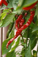 Piment (plant)
