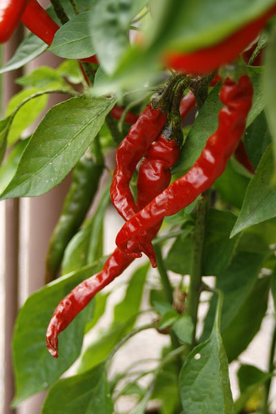 Piment (plant)