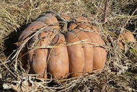 Courge musquée de provence (plant)