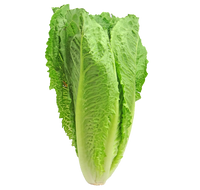 Laitue romaine verte (planton)