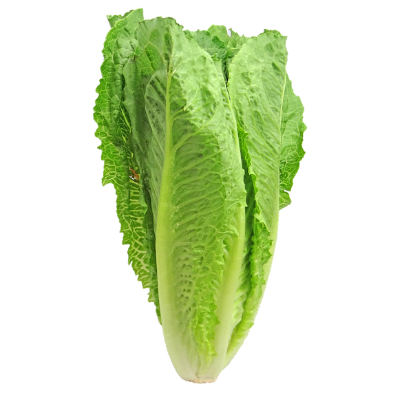Laitue romaine verte (planton)