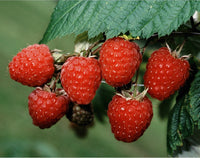 Framboise Meeker
