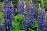Lipinus - Lupin