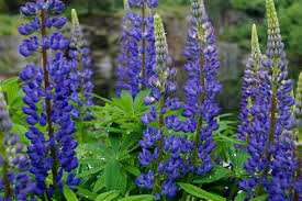 Lipinus - Lupin