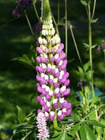 Lipinus - Lupin