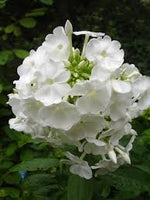 Phlox paniculata blanc