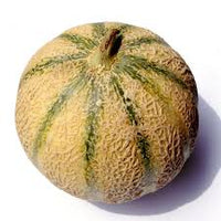 Melon Cavaillon (plant)