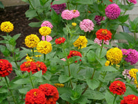 Zinnia Lilliput (mélange de couleurs)