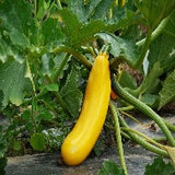 Courgette (plant)